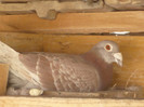 P1330767