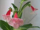 NEW - Kohleria Nasca