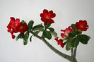 Adenium