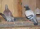 Pigeons 129