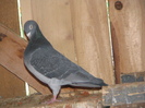 Pigeons 122