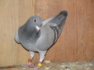 Pigeons 078