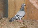 Pigeons 084