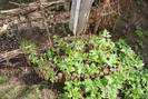 DSC00606