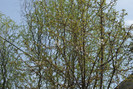 DSC00610