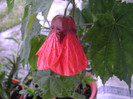 Abutilon