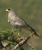 KEN-130-Eastern-Chanting-Goshawk-3-800