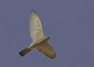 uliu-cu-picioare-scurte-accipiter-brevipes-300x215