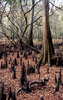 Bald cypress
