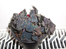 BEGONIE NEAGRA