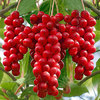 Schisandra_Chinensis-fructul cu 5 arome