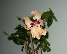 18 apr