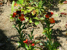 DSCN2462