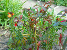 DSCN2472