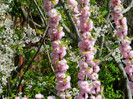 DSCN2477