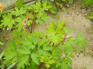 DSCN2515