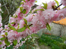 DSCN2538