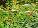 DSCN2554