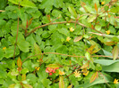 DSCN2555