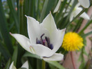 Tulip Alba Coerulea Oculata (2012, Apr.17)