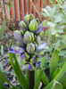 Hyacinth Isabelle (2012, April 19)