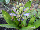 Hyacinth Isabelle (2012, April 19)