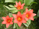Tulipa Toronto (2012, April 12)