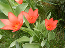 Tulipa Toronto (2012, April 12)