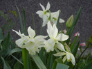 Narcissus Thalia (2012, April 16)