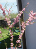 Prunus triloba (2012, April 13)