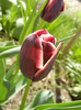 Tulipa Jackpot (2012, April 19)