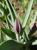 Tulipa Negrita (2012, April 16)