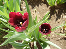 Tulipa Negrita (2012, April 19)