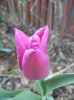 Tulipa Maytime (2012, April 15)