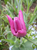Tulipa Maytime (2012, April 18)