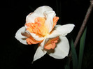 DSCF0120