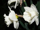 DSCF0124