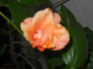 DSCN3004