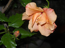 DSCN3003
