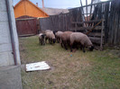 IMG-20120406-00107