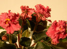 DSCN4010