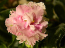 rosie ruffles