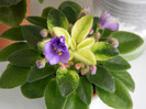 necunoscuta mini variegatie crown