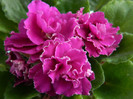 ness cranberry lace