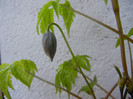 Clematis Pamela Jackman (2012, Apr.13)