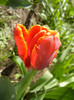 Tulipa Bright Parrot (2012, April 19)