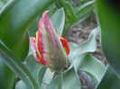 Tulipa Bright Parrot (2012, April 20)