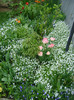 Cerastium