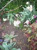 IMGP1565