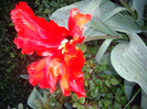 IMGP1575
